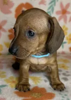 Tootie , a female Miniature Dachshund for sale in Old Town, FL – 4 of 6