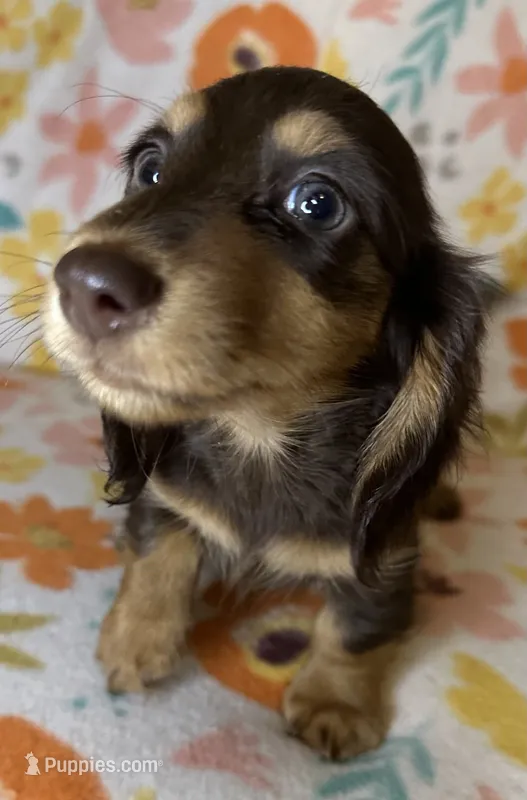 Laney – Miniature Dachshund puppy for sale in Old Town, FL