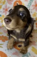 Laney, a female Miniature Dachshund for sale in Old Town, FL – 1 of 7