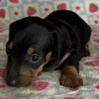 Mable, a female Miniature Dachshund for sale in Old Town, FL – Photo 2 of 6