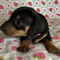 Mable, a female Miniature Dachshund for sale in Old Town, FL – Photo 5 of 6
