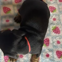 Mable, a female Miniature Dachshund for sale in Old Town, FL – Photo 6 of 6