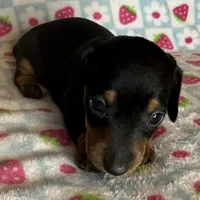 Mable, a female Miniature Dachshund for sale in Old Town, FL – Photo 3 of 6
