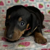 Mable, a female Miniature Dachshund for sale in Old Town, FL – Photo 1 of 6