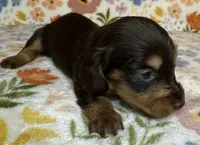 Laney, a female Miniature Dachshund for sale in Old Town, FL – 2 of 4