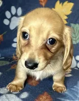 Henry, a male Miniature Dachshund for sale in Old Town, FL – 3 of 9