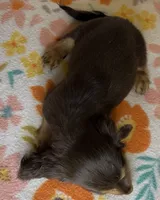 Laney, a female Miniature Dachshund for sale in Old Town, FL – 5 of 7