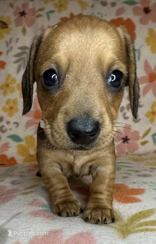 Dolly – Miniature Dachshund puppy for sale in Old Town, FL