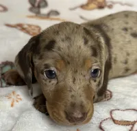 Barney, a male Miniature Dachshund for sale in Old Town, FL – Photo 6 of 9
