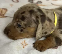 Barney, a male Miniature Dachshund for sale in Old Town, FL – Photo 5 of 9