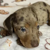 Barney, a male Miniature Dachshund for sale in Old Town, FL – Photo 8 of 9