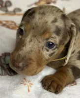 Barney, a male Miniature Dachshund for sale in Old Town, FL – Photo 9 of 9