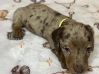 Barney, a male Miniature Dachshund for sale in Old Town, FL – Photo 3 of 9