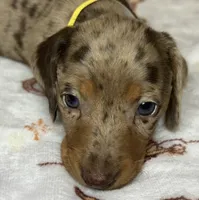 Barney, a male Miniature Dachshund for sale in Old Town, FL – Photo 1 of 9