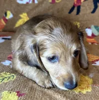 Norman, a male Miniature Dachshund for sale in Old Town, FL – 5 of 8