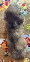 Norman, a male Miniature Dachshund for sale in Old Town, FL – 4 of 8