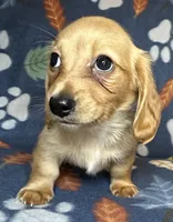 Henry, a male Miniature Dachshund for sale in Old Town, FL – 5 of 9