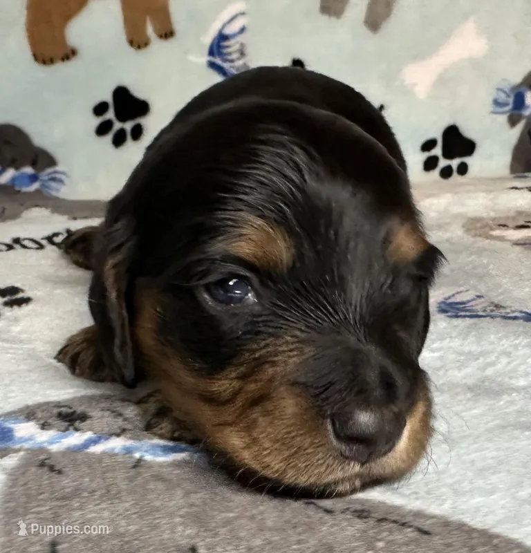 Tony – Miniature Dachshund puppy for sale in Old Town, FL