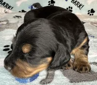 Tony, a male Miniature Dachshund for sale in Old Town, FL – Photo 4 of 6