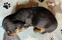 Tony, a male Miniature Dachshund for sale in Old Town, FL – Photo 6 of 6