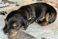 Tony, a male Miniature Dachshund for sale in Old Town, FL – Photo 5 of 6