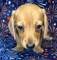 Charlie , a male Miniature Dachshund for sale in Old Town, FL – 4 of 7