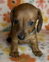 Tootie , a female Miniature Dachshund for sale in Old Town, FL – 6 of 6