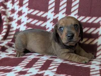 Dot, a female Miniature Dachshund for sale in Old Town, FL – Photo 2 of 2