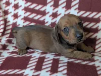 Dot, a female Miniature Dachshund for sale in Old Town, FL – Photo 1 of 2