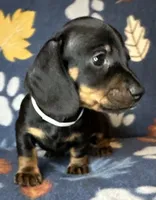 Teddy, a male Miniature Dachshund for sale in Old Town, FL – 3 of 10
