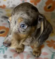 Luann, a female Miniature Dachshund for sale in Old Town, FL – 2 of 10