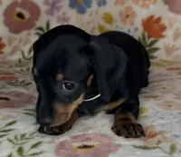 Mollie, a female Miniature Dachshund for sale in Old Town, FL – Photo 3 of 6