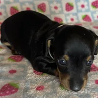 Mollie, a female Miniature Dachshund for sale in Old Town, FL – Photo 7 of 8