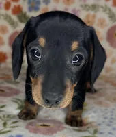 Mollie, a female Miniature Dachshund for sale in Old Town, FL – Photo 4 of 6
