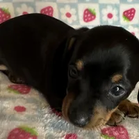 Mollie, a female Miniature Dachshund for sale in Old Town, FL – Photo 4 of 8
