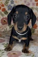 Mollie, a female Miniature Dachshund for sale in Old Town, FL – Photo 5 of 6