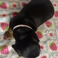 Mollie, a female Miniature Dachshund for sale in Old Town, FL – Photo 8 of 8