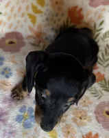 Mollie, a female Miniature Dachshund for sale in Old Town, FL – Photo 6 of 6