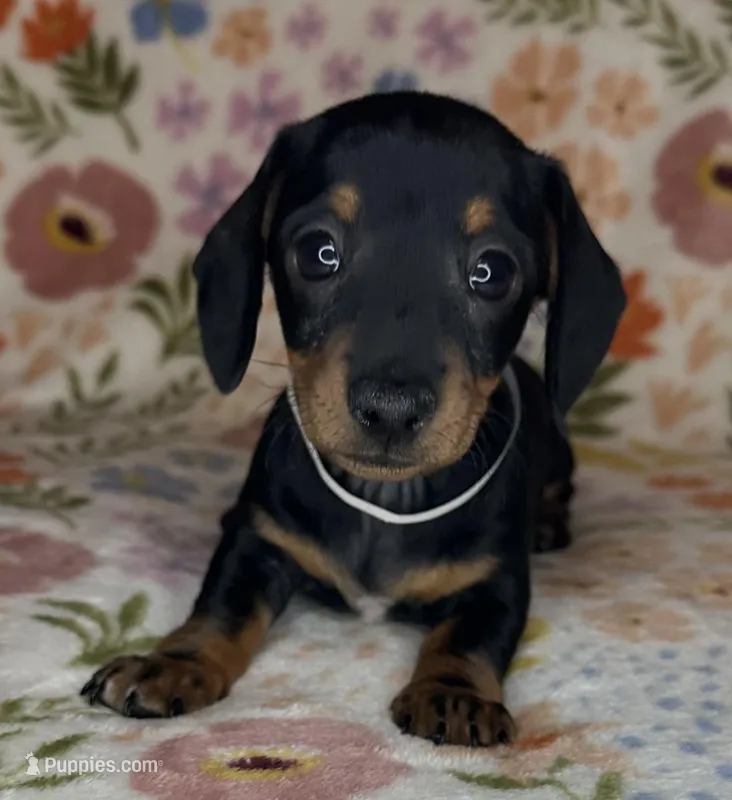 Mollie – Miniature Dachshund puppy for sale in Old Town, FL