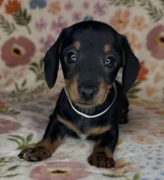 Mollie, a female Miniature Dachshund for sale in Old Town, FL – Photo 1 of 6