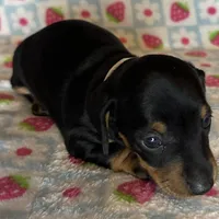 Mollie, a female Miniature Dachshund for sale in Old Town, FL – Photo 5 of 8