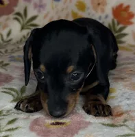 Mollie, a female Miniature Dachshund for sale in Old Town, FL – Photo 2 of 6