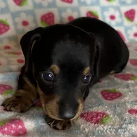 Mollie, a female Miniature Dachshund for sale in Old Town, FL – Photo 1 of 8