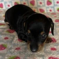Mollie, a female Miniature Dachshund for sale in Old Town, FL – Photo 2 of 8