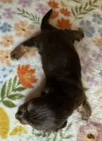 Laney, a female Miniature Dachshund for sale in Old Town, FL – 4 of 4