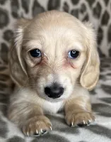 Franny, a female Miniature Dachshund for sale in Old Town, FL – 5 of 10