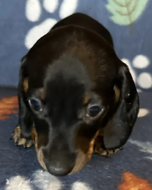 Toby – Miniature Dachshund puppy for sale in Old Town, FL