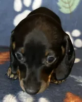 Toby, a male Miniature Dachshund for sale in Old Town, FL – 1 of 9