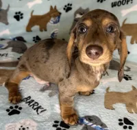 Lou, a male Miniature Dachshund for sale in Old Town, FL – 6 of 10