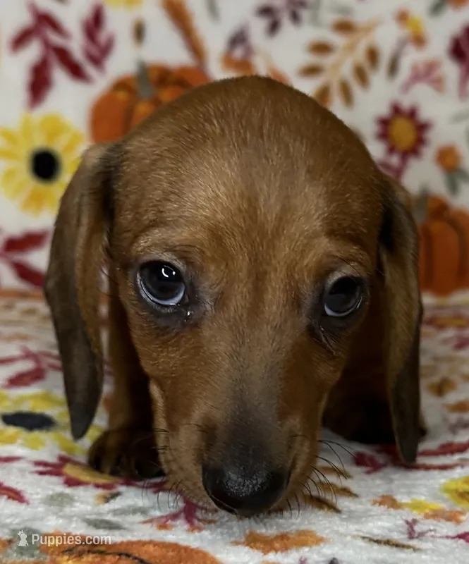 Annie – Miniature Dachshund puppy for sale in Old Town, FL